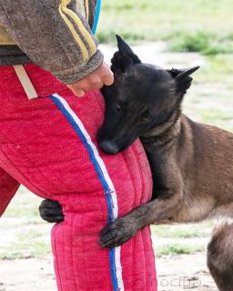 chevauchement-chien-raisons chevauchement chez le chien raisons