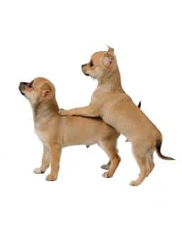 chevauchement-chien-solutions chevauchement chien solutions