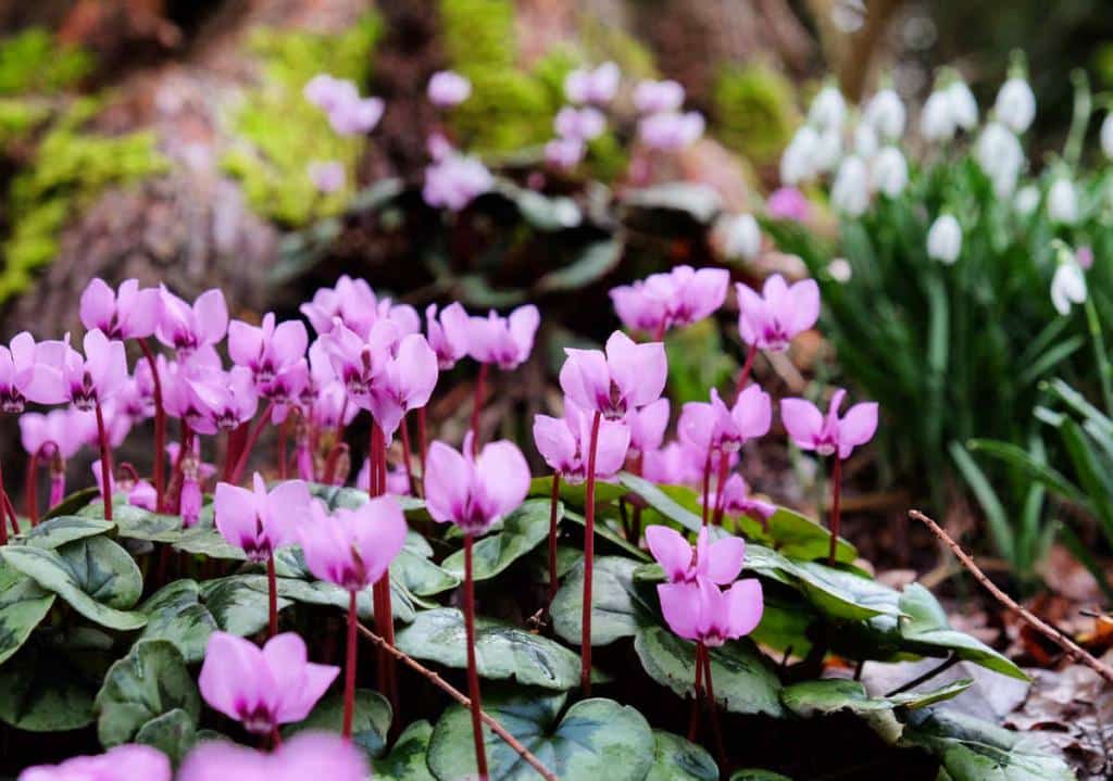 Cyclamen coum