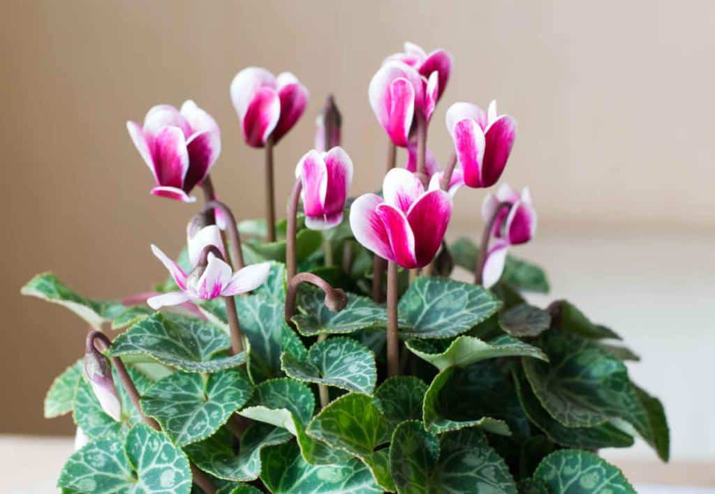 Cyclamen en pot en intérieur