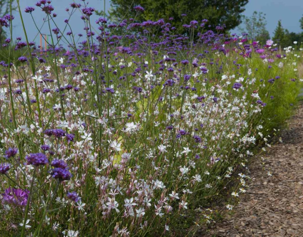 plantes-pour-sol-sec