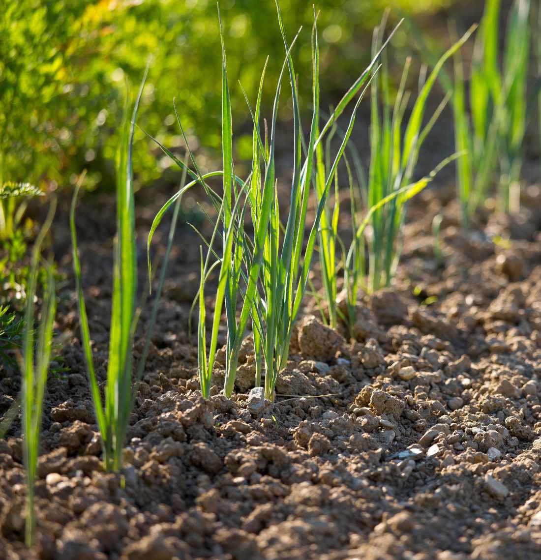 semis-poireau-nouveau-primeur semis poireau nouveau primeur