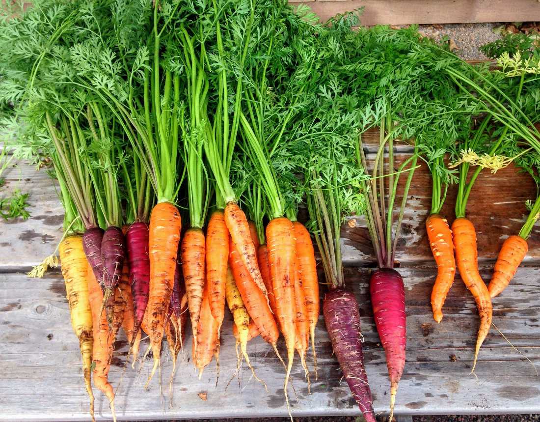 Variétés de carottes nouvelles et primeurs