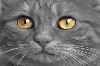 vision-chat-jour Vision du chat le jour