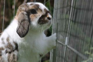 Choisir-cage-pour-lapin-2 Choisir une cage pour lapin