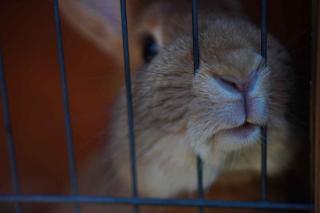 Choisir-cage-pour-lapin-4 Quelle ouverture pour une cage à lapin ?
