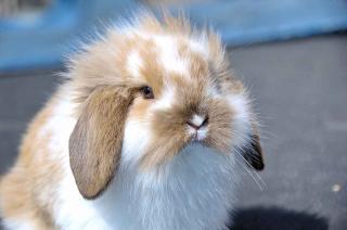 Lapin-Belier-Flamand Lapin Bélier Flamand