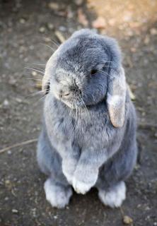 Lapin-belier-nain-Caracteristiques Lapin bélier nain - Caractéristiques