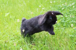 Lapin-nain-belier-Comportement Lapin nain bélier - Comportement