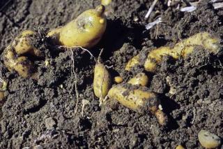 Pommes-de-terre-RATTE Pommes de terre RATTE