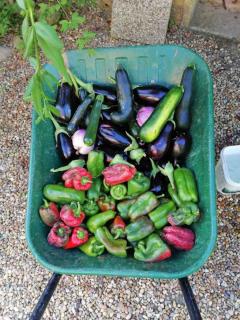 WWOOFing-legume WWOOFing-legume