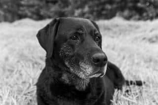 age-chien-equivalence-humaine-criteres âge du chien et équivalence humaine, les critères à prendre en considération