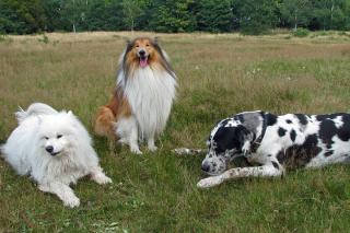 age-chien-tableau-equivalence-age-humain tableau des équivalences chiens et humains