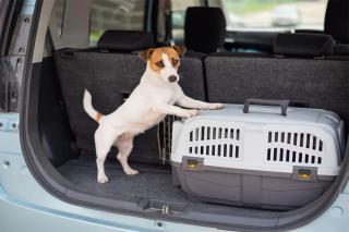 cage-chien-transport-education cage chien transport éducation