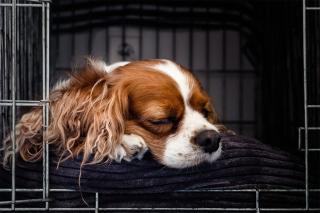 cage-chien-utilisation cage chien conseils aménagement