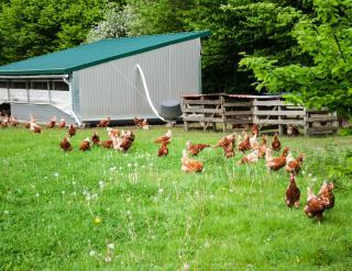 elevage-poule-reglementation-poulailler elevage poule reglementation poulailler