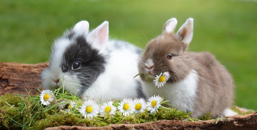 lapin nain domestique