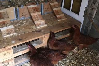 poulailler poulailler