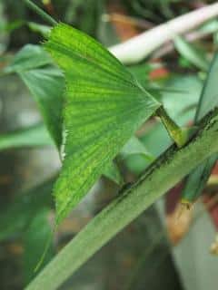 Caryota-mitis Feuille de Caryota mitis