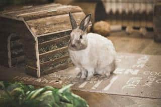 Choisir-le-foin-de-son-lapin Choisir le foin de son lapin