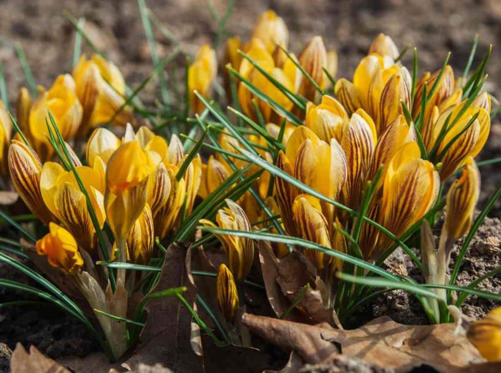 Crocus-chrysanthus-crocus-dore