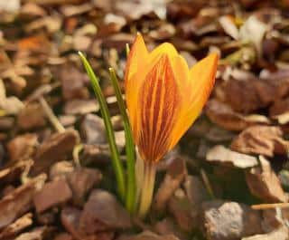 Crocus-chrysanthus-crocus-dore-entretien Crocus chrysanthus - crocus doré entretien
