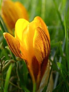 Crocus-chrysanthus-crocus-dore-plantation Crocus chrysanthus - crocus doré plantation