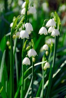 Entretien-Niveole-de-printemps-Leucojum-vernum Entretien Niveole de printemps - Leucojum vernum