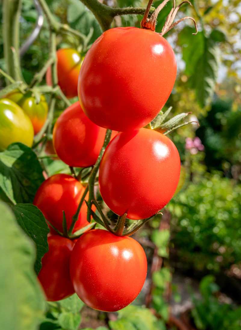 Entretien Tomate De Berao