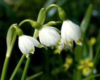 Fleur-Niveole-de-printemps-Leucojum-vernum Fleur Niveole de printemps - Leucojum vernum