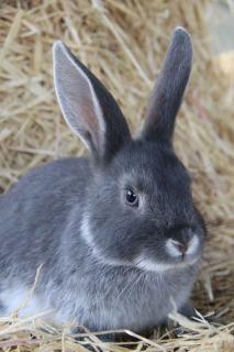 Foin-pour-lapin Choisir le foin de son lapin
