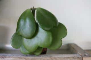 Hoya-kerrii Hoya kerrii