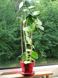 Hoya-kerrii-Grimpante Hoya kerrii, une liane vigoureuse