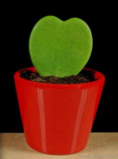 Hoya-kerrii-ou-Hoya-de-la-Saint-Valentin Hoya kerrii ou Hoya de la Saint-Valentin