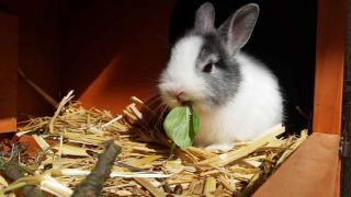 Lapin-nain-de-couleur-Habitat-et-alimentation Lapin-nain-de-couleur-Habitat-et-alimentation