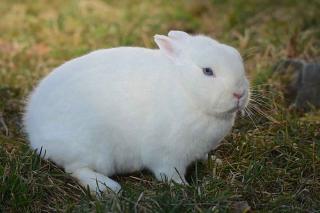 Lapin_nain_polonais Lapin nain polonais
