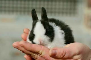 Maladies-du-lapin-domestique Les maladies du lapin de compagnie