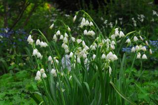 Plantation-Niveole-de-printemps-Leucojum-vernum Plantation Niveole de printemps - Leucojum vernum