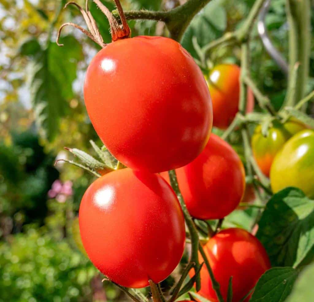 Tomate-de-Berao-culture-entretien-recolte