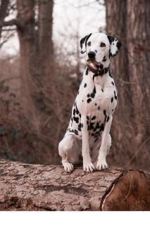 dalmatien-caracteristiques dalmatien description