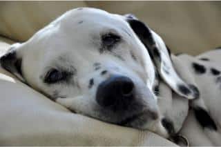dalmatien-entretien dalmatien entretien