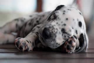 dalmatien-histoire dalmatien histoire, origine
