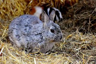 lapin-nain-diarrhee-probleme-digestion lapin nain diarrhée probleme digestion