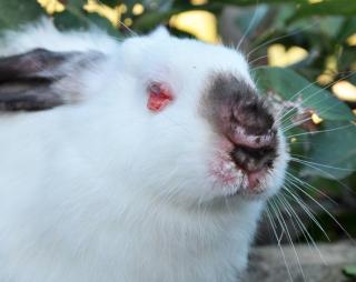 lapin-nain-myxomatose lapin nain myxomatose