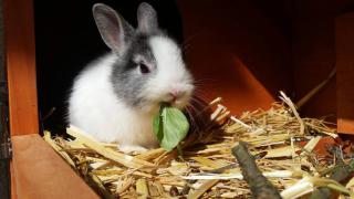 lapin-nain-probleme-dent lapin nain probleme dent