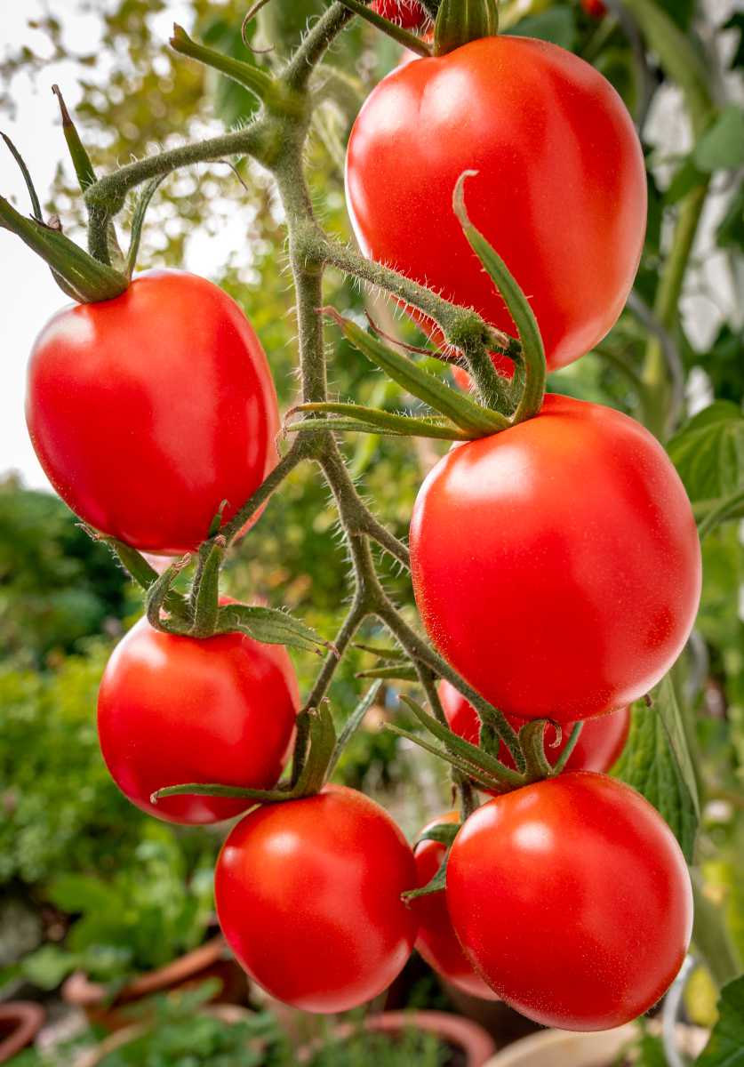 Tomate De Berao