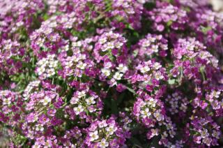 Alyssum-entretien Alyssum entretien