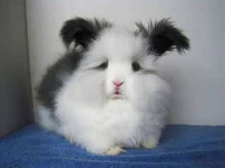 Lapin-nain-angora-2 Lapin nain angora