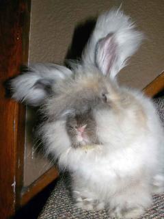 Lapin-nain-angora-3 Lapin nain angora