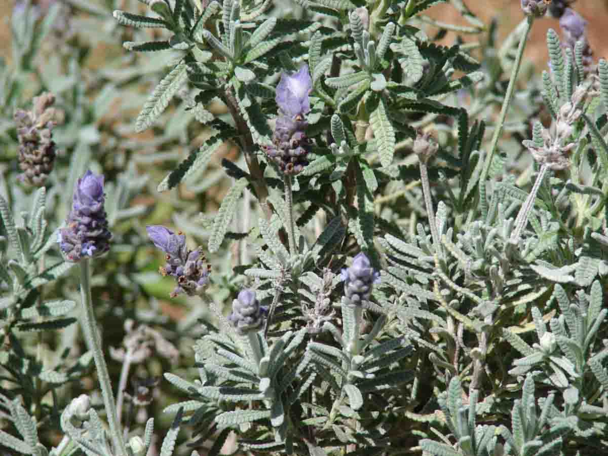 Lavandula-dentata Lavandula dentata